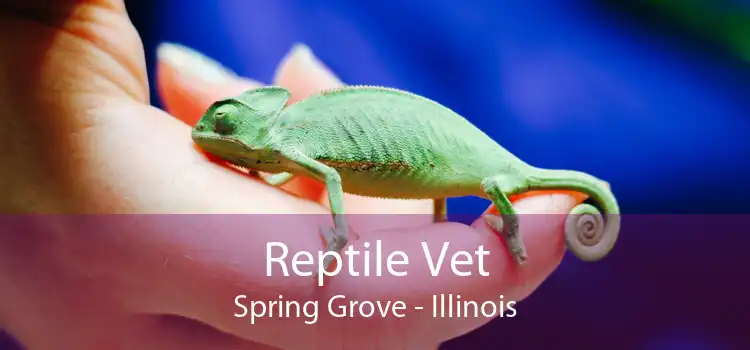Reptile Vet Spring Grove - Illinois