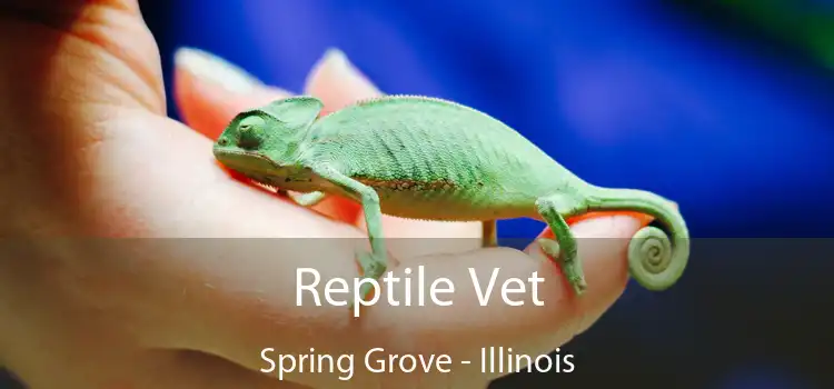 Reptile Vet Spring Grove - Illinois