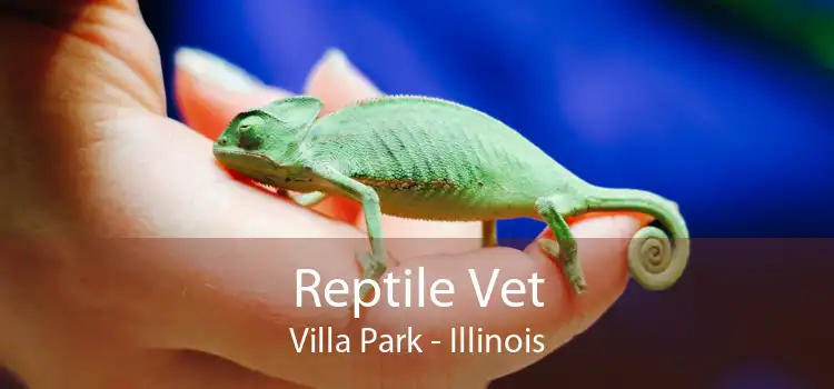 Reptile Vet Villa Park - Illinois