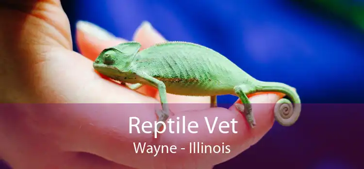 Reptile Vet Wayne - Illinois
