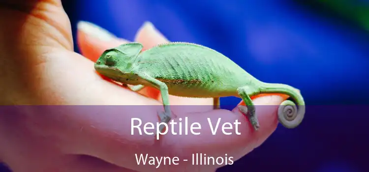 Reptile Vet Wayne - Illinois