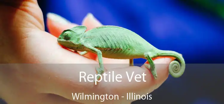 Reptile Vet Wilmington - Illinois