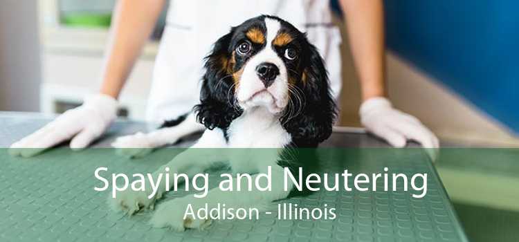Spaying and Neutering Addison - Illinois