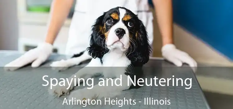 Spaying and Neutering Arlington Heights - Illinois