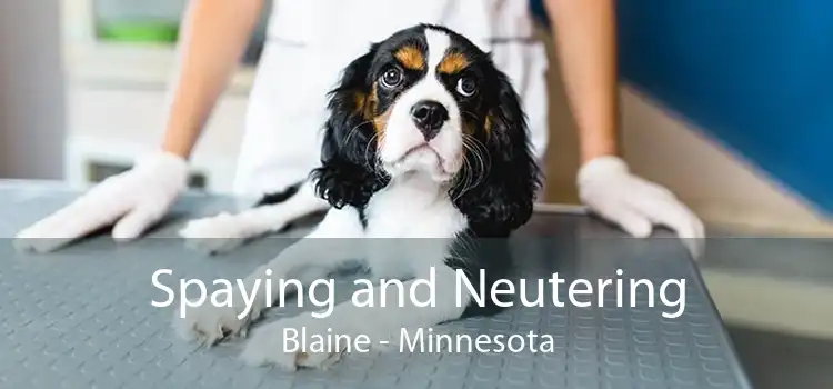 Spaying and Neutering Blaine - Minnesota