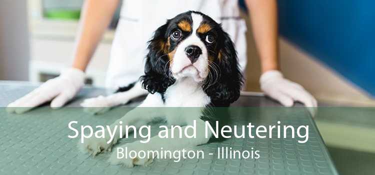 Spaying and Neutering Bloomington - Illinois