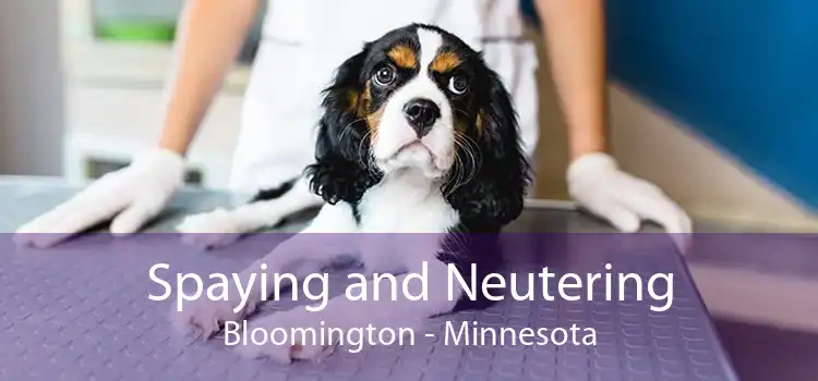 Spaying and Neutering Bloomington - Minnesota