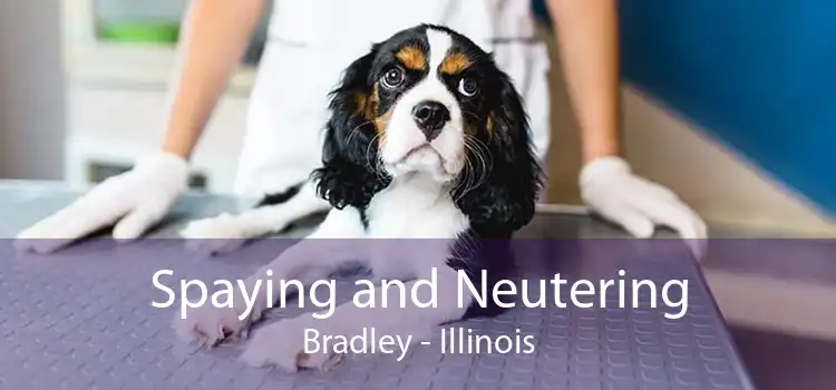 Spaying and Neutering Bradley - Illinois
