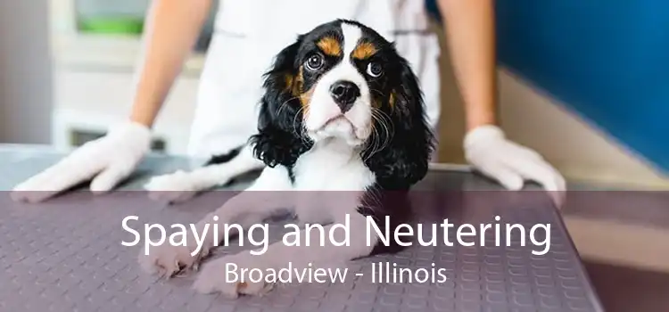 Spaying and Neutering Broadview - Illinois