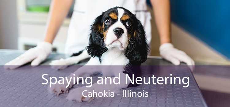 Spaying and Neutering Cahokia - Illinois