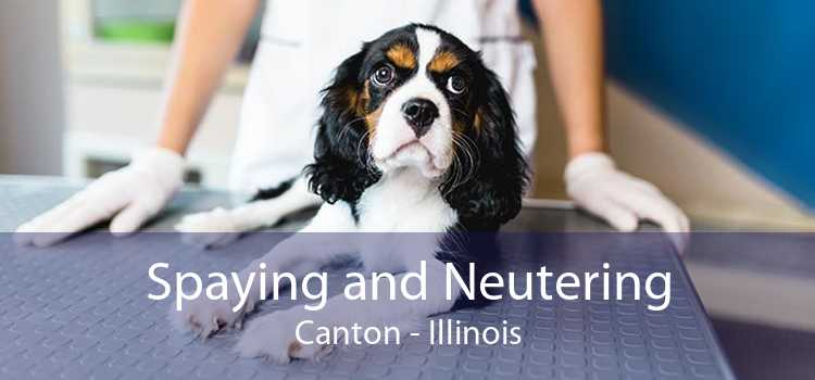 Spaying and Neutering Canton - Illinois