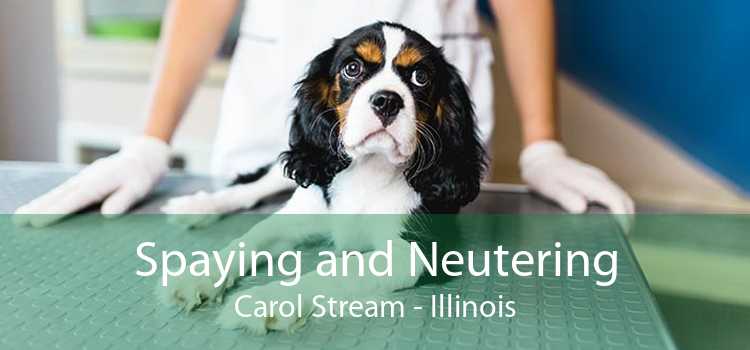 Spaying and Neutering Carol Stream - Illinois
