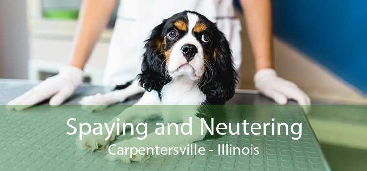 Spaying and Neutering Carpentersville - Illinois