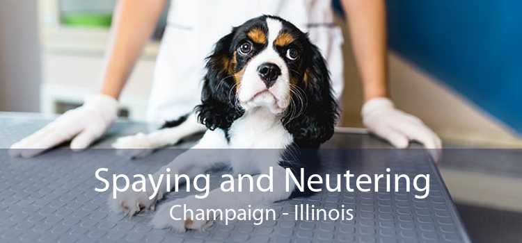 Spaying and Neutering Champaign - Illinois