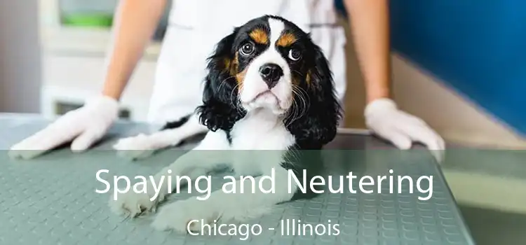 Spaying and Neutering Chicago - Illinois