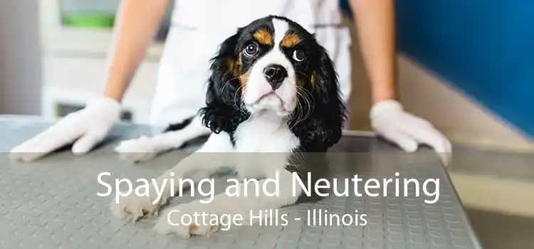 Spaying and Neutering Cottage Hills - Illinois