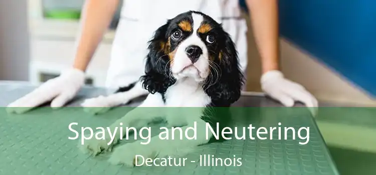 Spaying and Neutering Decatur - Illinois