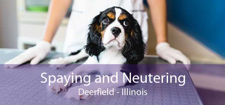 Spaying and Neutering Deerfield - Illinois