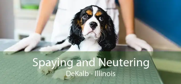 Spaying and Neutering DeKalb - Illinois