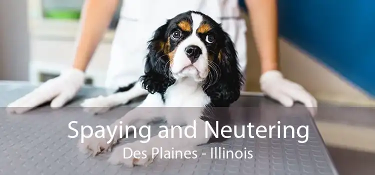 Spaying and Neutering Des Plaines - Illinois