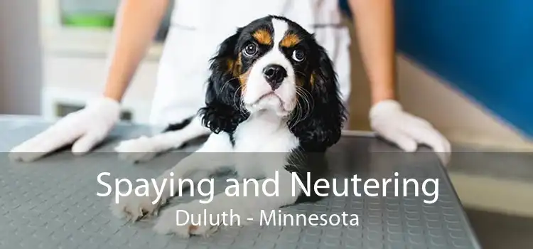 Spaying and Neutering Duluth - Minnesota