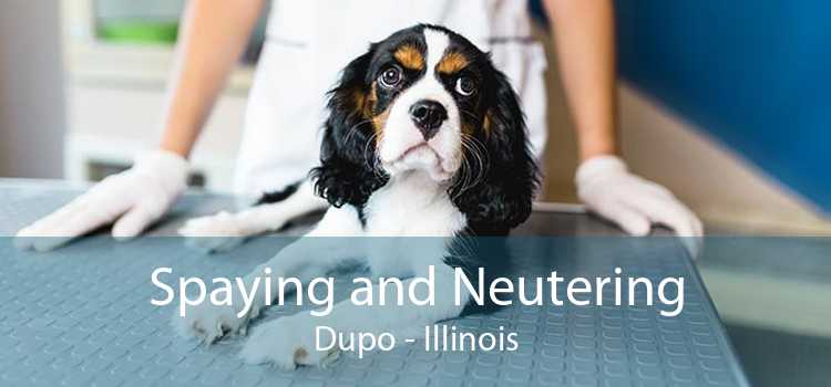 Spaying and Neutering Dupo - Illinois