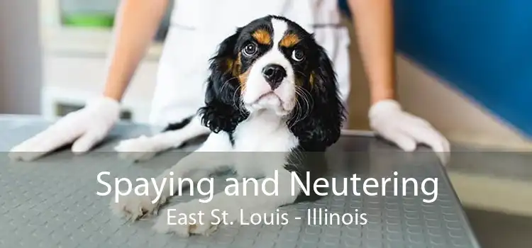 Spaying and Neutering East St. Louis - Illinois