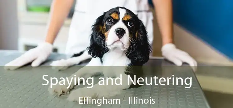Spaying and Neutering Effingham - Illinois