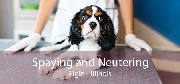 Spaying and Neutering Elgin - Illinois