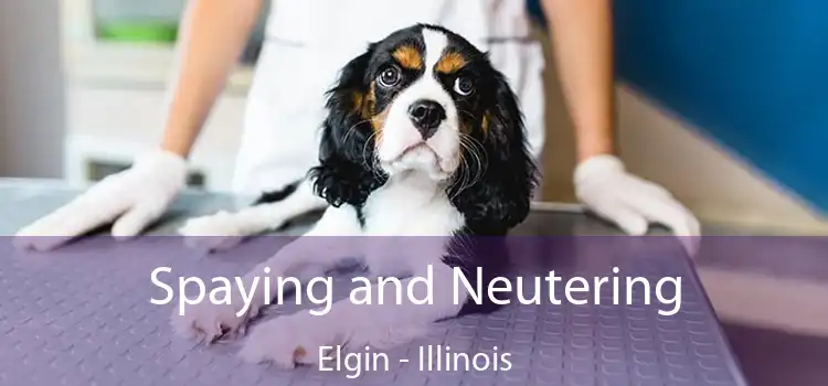 Spaying and Neutering Elgin - Illinois