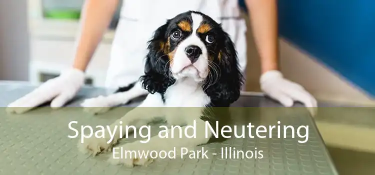 Spaying and Neutering Elmwood Park - Illinois