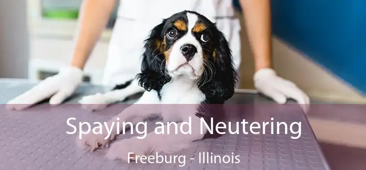 Spaying and Neutering Freeburg - Illinois
