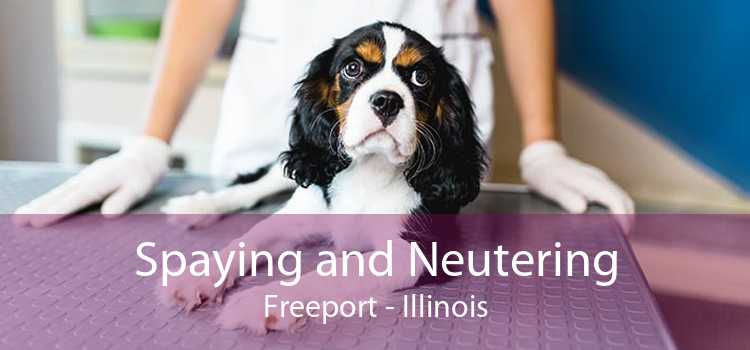 Spaying and Neutering Freeport - Illinois
