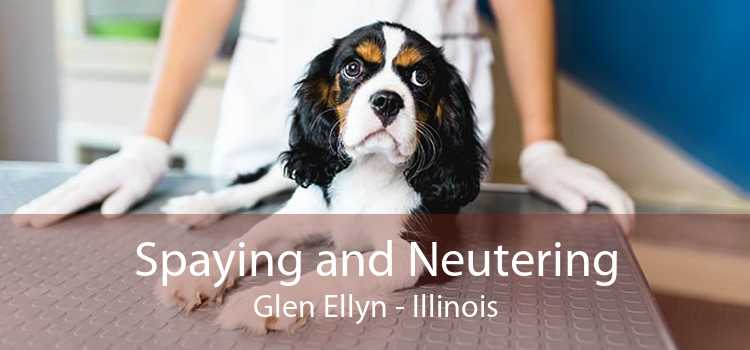 Spaying and Neutering Glen Ellyn - Illinois