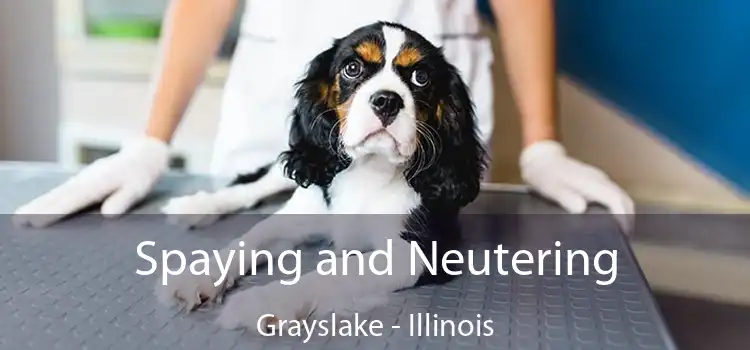 Spaying and Neutering Grayslake - Illinois