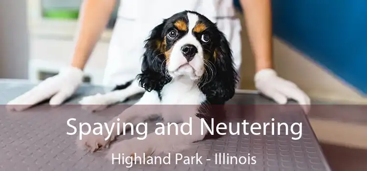 Spaying and Neutering Highland Park - Illinois