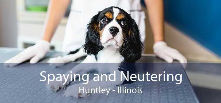 Spaying and Neutering Huntley - Illinois