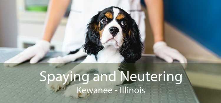 Spaying and Neutering Kewanee - Illinois