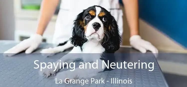 Spaying and Neutering La Grange Park - Illinois