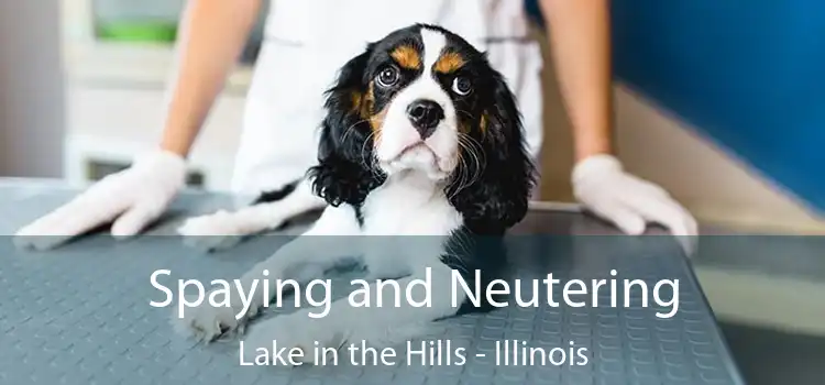 Spaying and Neutering Lake in the Hills - Illinois