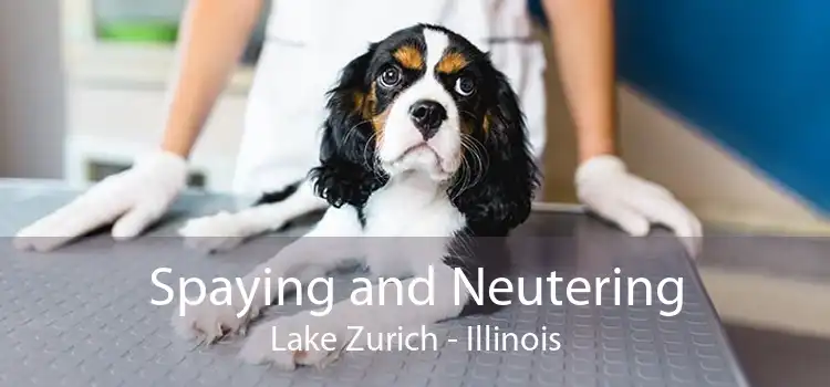 Spaying and Neutering Lake Zurich - Illinois