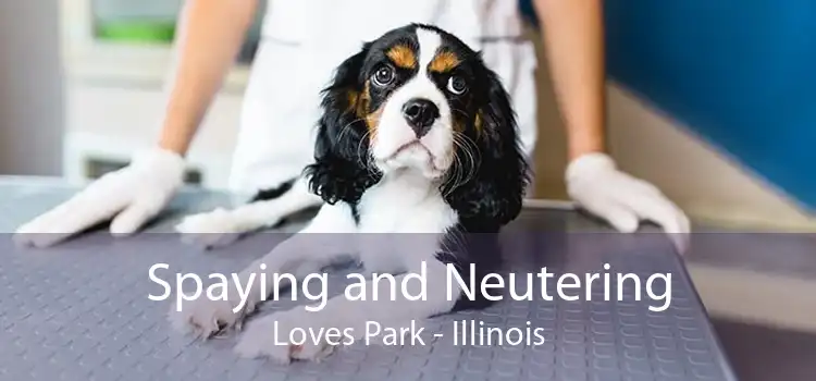 Spaying and Neutering Loves Park - Illinois