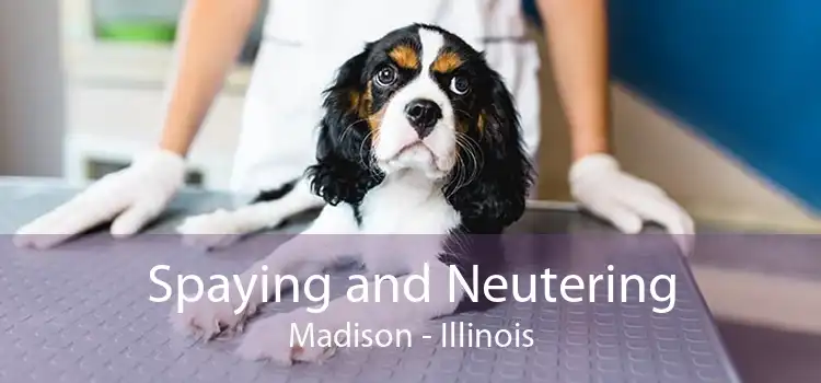 Spaying and Neutering Madison - Illinois