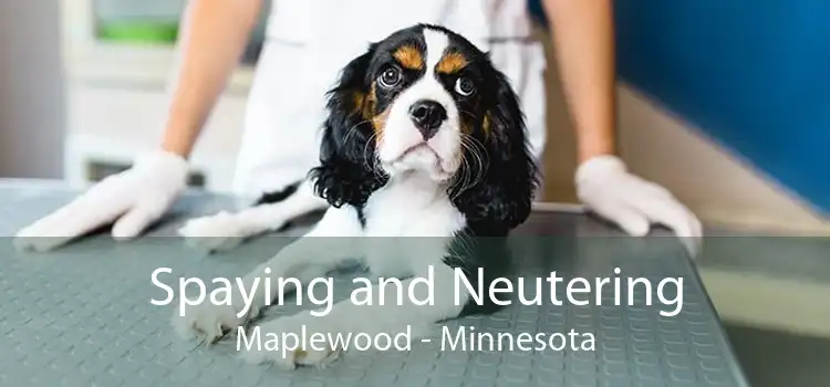 Spaying and Neutering Maplewood - Minnesota