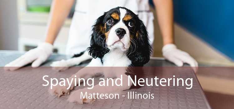 Spaying and Neutering Matteson - Illinois
