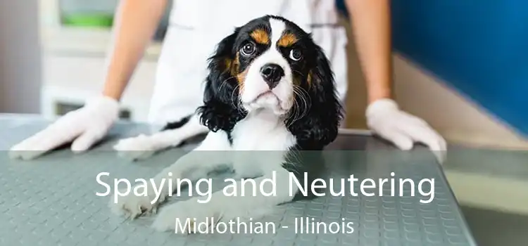 Spaying and Neutering Midlothian - Illinois