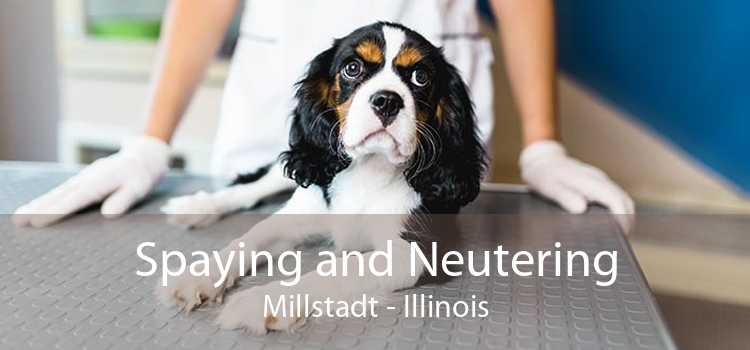 Spaying and Neutering Millstadt - Illinois