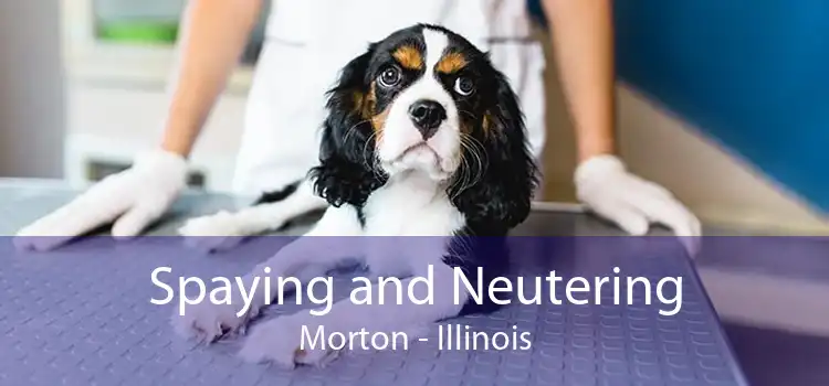Spaying and Neutering Morton - Illinois