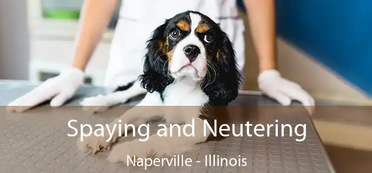 Spaying and Neutering Naperville - Illinois