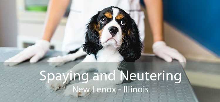 Spaying and Neutering New Lenox - Illinois